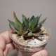 Gasteria pseudonigricans monstrosa