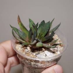 Gasteria pseudonigricans monstrosa