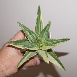 Aloe mitriformis variegata
