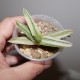 Aloe Tiger Taffy variegata