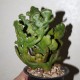 Эуфорбия Euphorbia tirucalli cristata