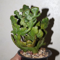 Эуфорбия Euphorbia tirucalli cristata