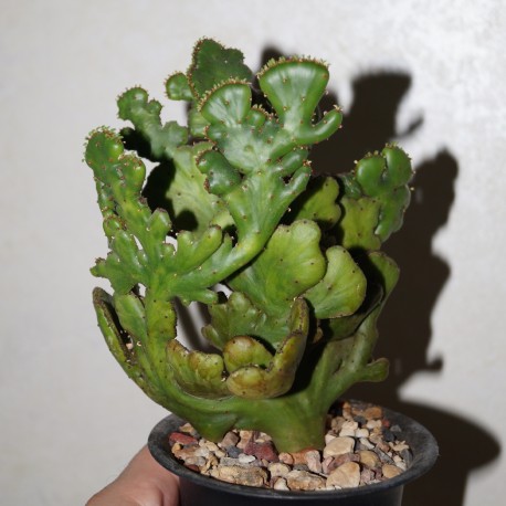 Эуфорбия Euphorbia tirucalli cristata
