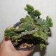 Эуфорбия Euphorbia tirucalli cristata