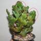 Эуфорбия Euphorbia tirucalli cristata