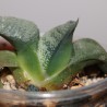 Гастерия Gasteria armstrongii Japan selectd