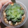 Хавортия Haworthia Love Heart Shibatoshi