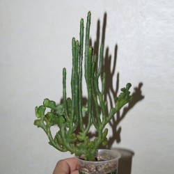 Euphorbia oncoclada cristata