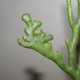 Euphorbia oncoclada cristata
