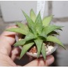 Haworthia Manors
