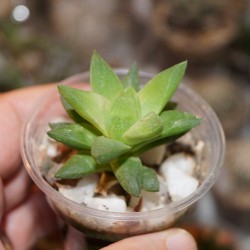 Haworthia turgida x cymbiformis variegata