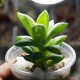 Haworthia turgida x cymbiformis variegata