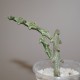 Ceropegia adrianae