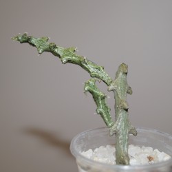 Ceropegia adrianae