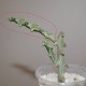 Ceropegia adrianae