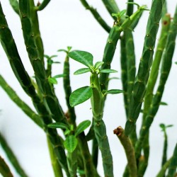 Euphorbia pteroneura 