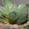 Haworthia pygmaea Mutant Ice City