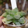 Хавортия Haworthia pygmaea crystallina
