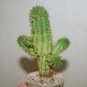 Эуфорбия Euphorbia mammillaris - Галерея
