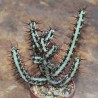 Эуфорбия Euphorbia aeruginosa - черенок