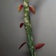 Euphorbia bemarahaensis