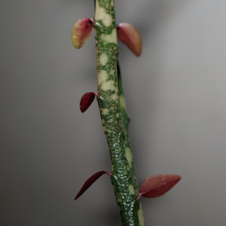 Euphorbia bemarahaensis