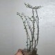Euphorbia bemarahaensis