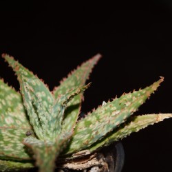 Aloe сортовое cv22M