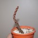 Ceropegia bosseri