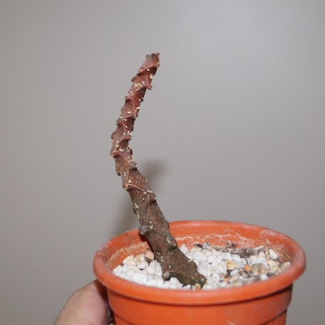 Ceropegia bosseri