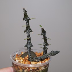Ceropegia armandii Black