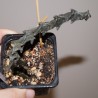 Ceropegia adrianae Black