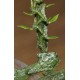 Ceropegia petignatii