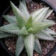 Aloe brevifolia variegata
