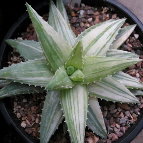 Aloe brevifolia variegata
