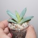 Aloe brevifolia variegata