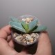 Aloe brevifolia variegata