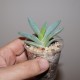 Aloe brevifolia variegata