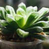 Хавортия Haworthia maughanii x retusa Cubic