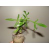 Каланхоэ Kalanchoe laciniata