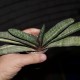 Gasteria batesiana variegata Yellow