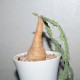 Euphorbia buruana