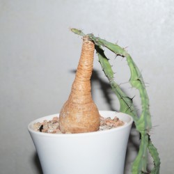 Euphorbia buruana