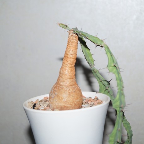 Euphorbia buruana