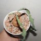 Euphorbia buruana