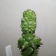 Euphorbia polygona monstrosa