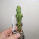 Euphorbia polygona monstrosa