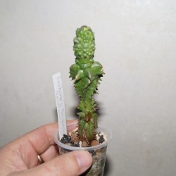 Euphorbia polygona monstrosa