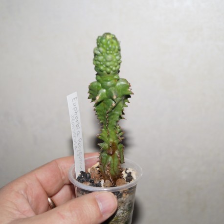 Euphorbia polygona monstrosa