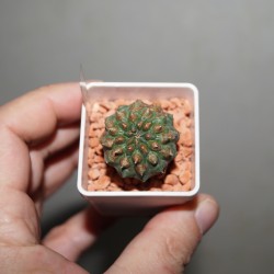 Euphorbia gymnocalycioides